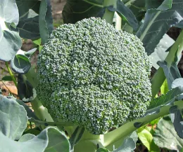 Ready to harvest