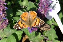 Painted Lady