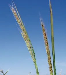 Rice