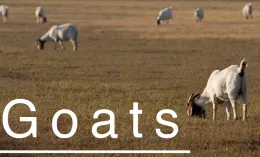 goatbutton
