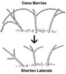 Prune cane berries