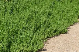 Coyote bush regrowth after pruning
