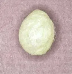 Black widow spider egg sac. (Photo: Rick S. Vetter)