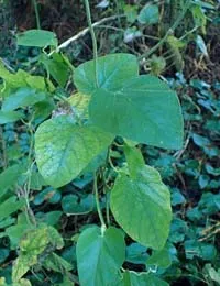 California pipevine