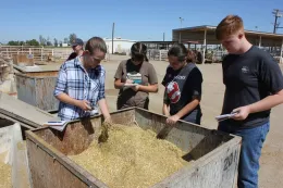 feedlot