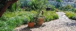 carex250 (2)