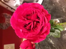 triple bud rose