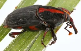 red palm weevil john kabashima cisr thumb