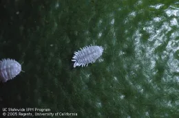 Mealy Bug Article