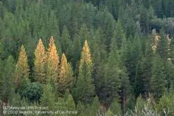 Forestry Health