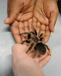 The Bohart Museum of Entomology's live 