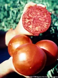 Hands holding 2 whole and 1 sliced ripe tomatoes.