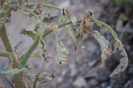 Diseased Tomato