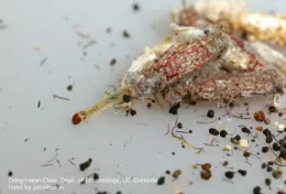 A clothes moth larva with its feeding case attached. (Credit: DH Choe)