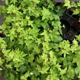 Hedera CM2