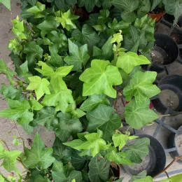 Hedera CM1