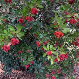 Heteromeles_CM13