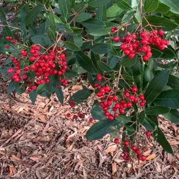 Heteromeles_CM11