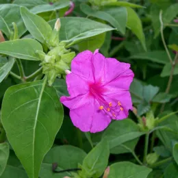 Mirabilis_jalapa12