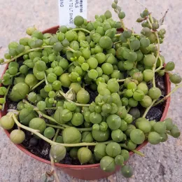 Senecio_VShaytnski5