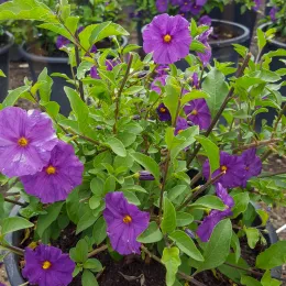 Solanum_VShatynski2