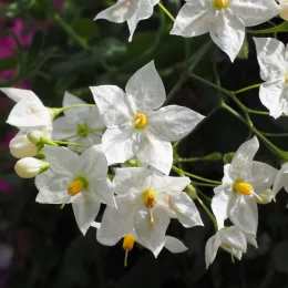 flower-699787