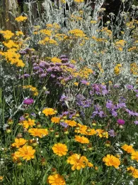 variety of flowers