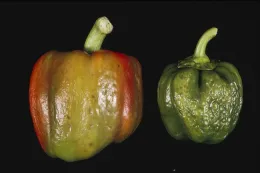 Discoloration and distortion of peppers from Cucumber Mosaic Virus. Dennis H. Hall, UC IPM Program