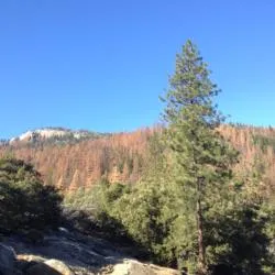 Dying Trees