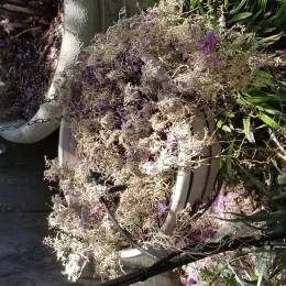Dead plant.
