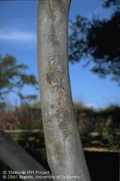 Sunburned tree trunk. (Jack Kelly Clark, UC IPM)