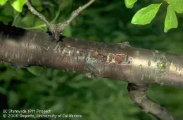 Sunburned limb. (Jack Kelly Clark, UC IPM)