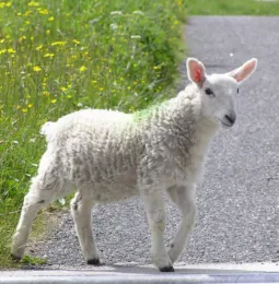 lamb
