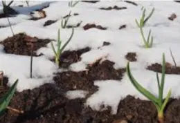 Winter Veggies