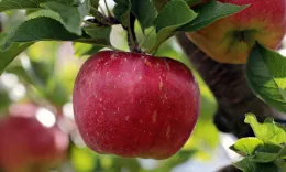 Red apple hanging on a tree
