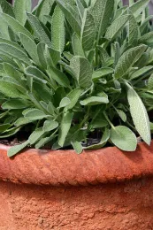 sage-clay-pot-lo