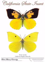 The California dogface butterfly, the state insect, is also known as