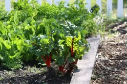 Figure 2. Beets growing in a garden bed. Photo by Jennifer Baumbach, UCCE.