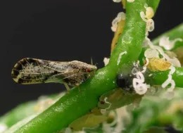 Asian Citrus Psyllid Michael E. Rogers University of Florida
