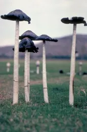 Ink cap mushrooms, <i>Coprinus comatus</i><br>(Credit: RM Davis)