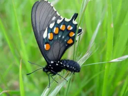 https://www.putahcreekcouncil.org/california-pipevine-swallowtail-battus-philenor-hirsuta