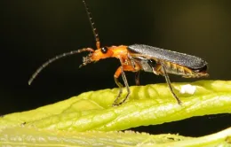 Photo by Kathy Keatley Garvey - https://ucanr.edu/sites/gardenweb/?blogtag=soldier%20beetles&blogasset=42184