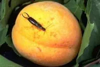 earwigs-11