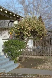 Lemon tree with foliage killed by frost, Jack Kelly Clark.