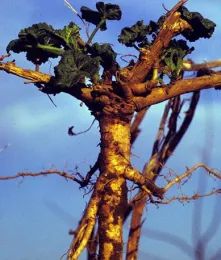 Photo: Tough, woody taproot of Malva neglecta, Utah State University