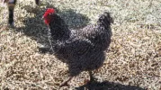 teeny tiny chicken