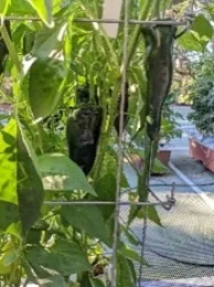poblano baron