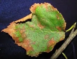 2023 Fall Pests04