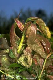 Tree leaves showing red, puckering symptoms.