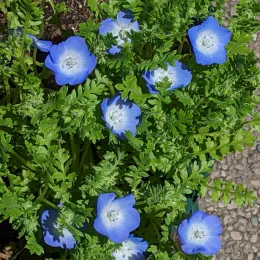 Baby blue eyes (Nemophila menziesii) in a container